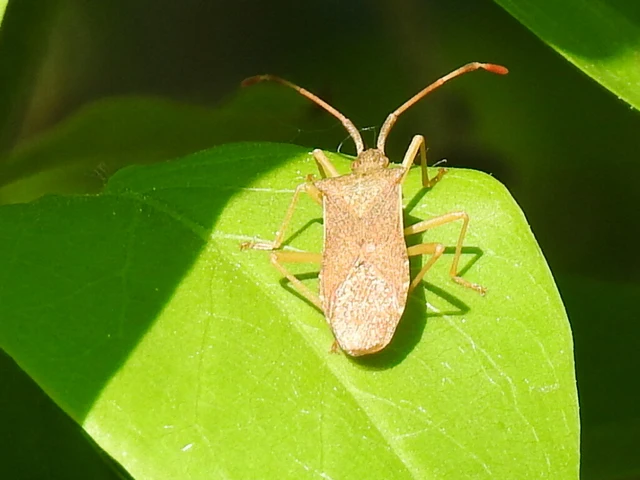 Gonocerus acuteangulatus - aranypetés karimáspoloska