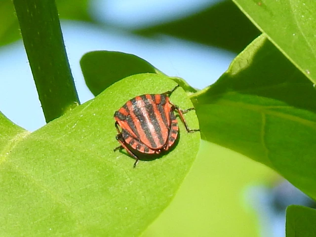 Graphosoma italicum - csíkos pajzsospoloska