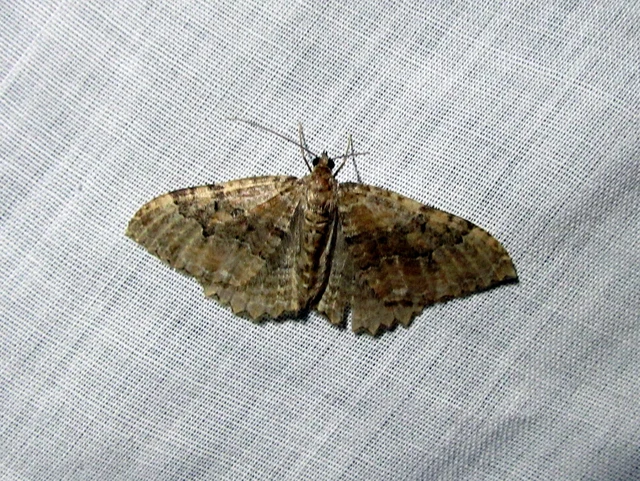 Hydria cervinalis - őzbarna araszoló
