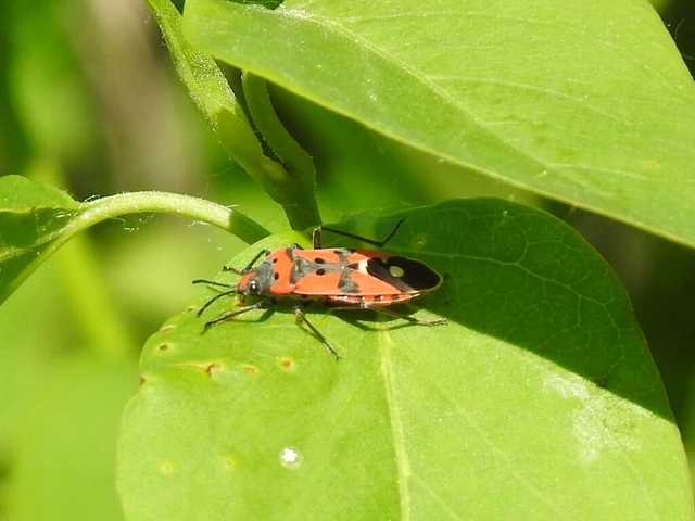 Lygaeus equestris/simulans