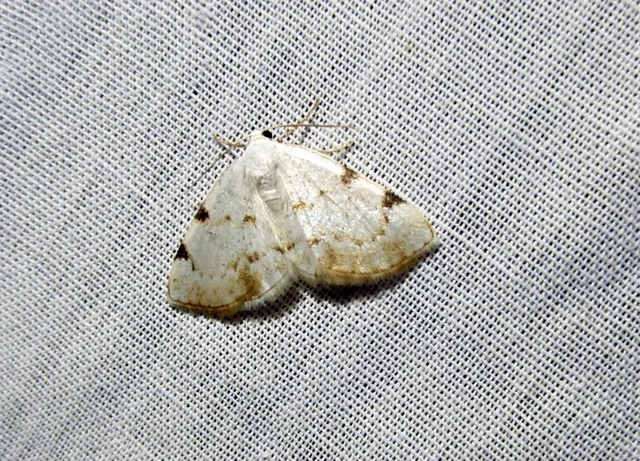 Lomographa bimaculata - kétpontos fehéraraszoló