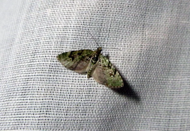 Chloroclystis v-ata - zöldes törpearaszoló