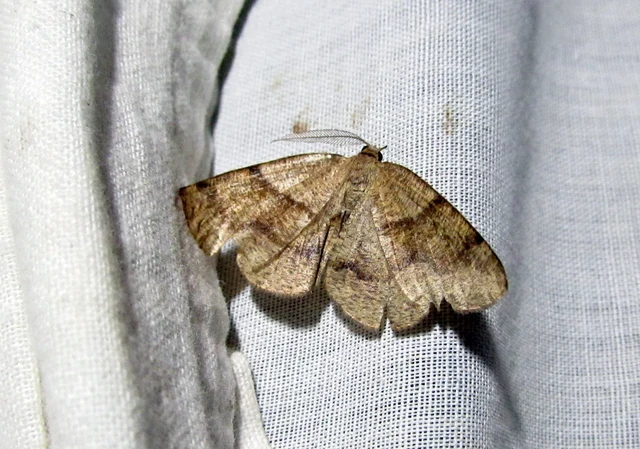 Plagodis pulveraria - szemcsés araszoló