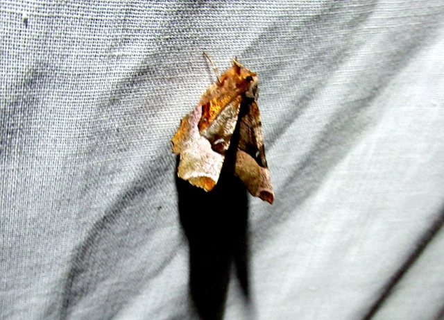 Selenia tetralunaria - négyfoltos holdasaraszoló