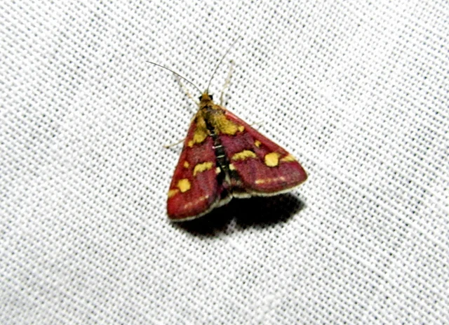 Pyrausta purpuralis - közönséges bíbormoly