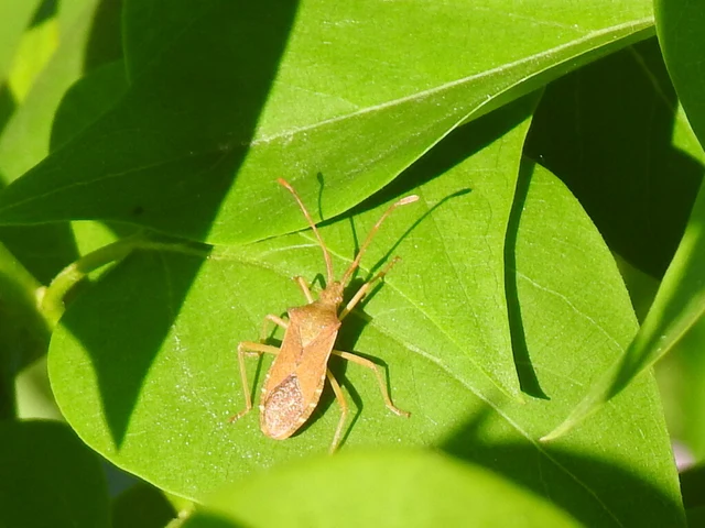 Gonocerus acuteangulatus - aranypetés karimáspoloska