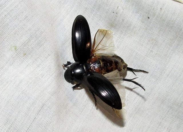 Hydrochara