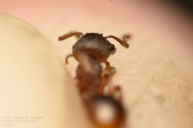 Myrmica gallienii - mocsári bütyköshangya