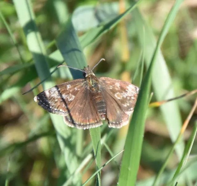 Erynnis tages - cigánylepke