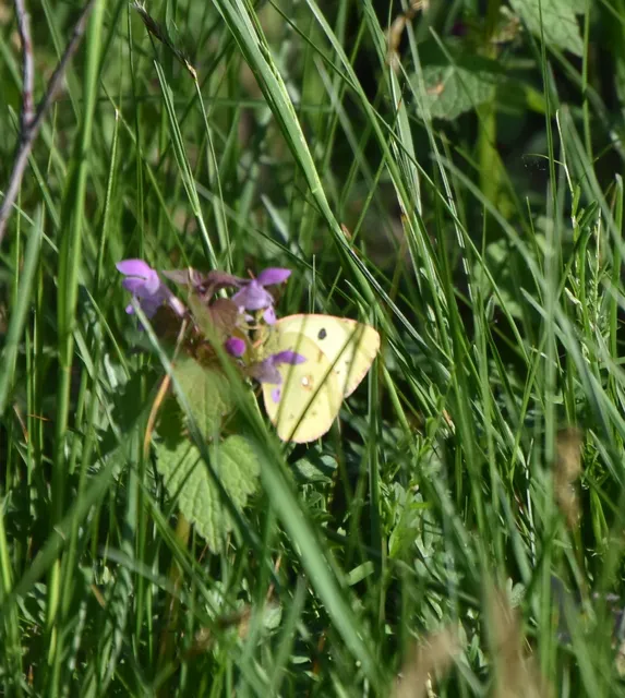 Colias hyale/alfacariensis