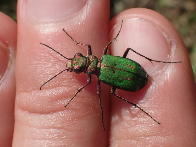 Cicindela campestris - mezei homokfutrinka
