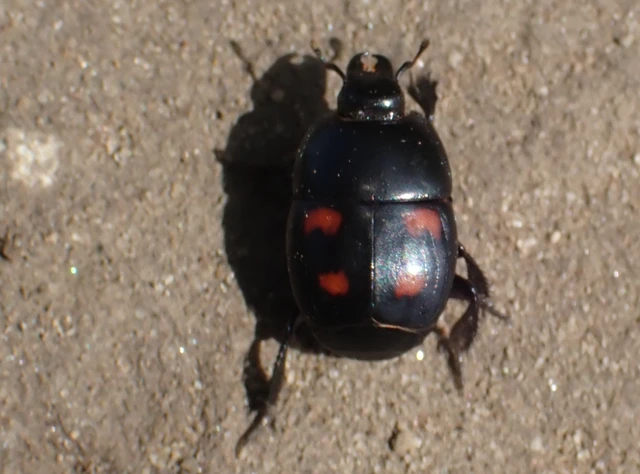 Hister quadrimaculatus - közönséges sutabogár