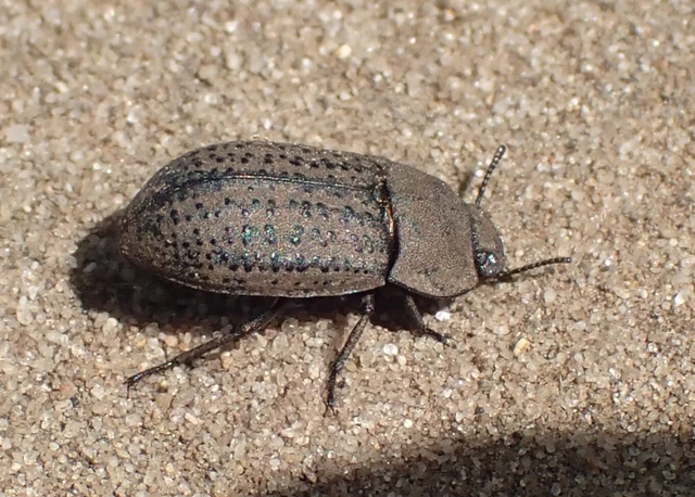 Opatrum sabulosum - sároshátú gyászbogár
