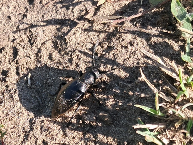 Dorcadion aethiops - fekete gyalogcincér
