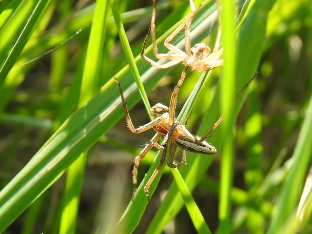 Pisaura mirabilis - csodáspók