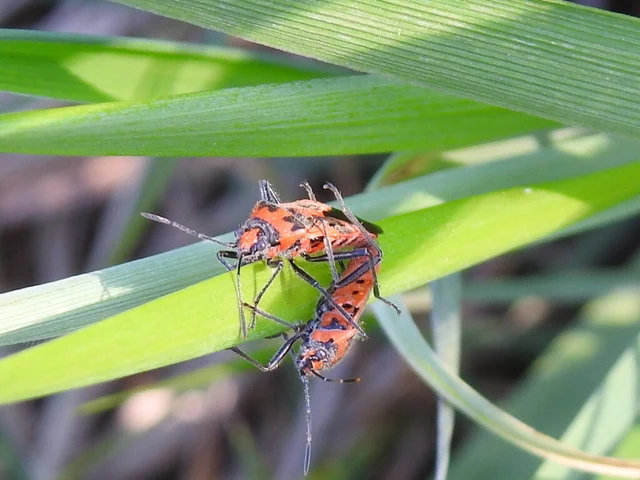 Corizus hyoscyami - piros karimáspoloska