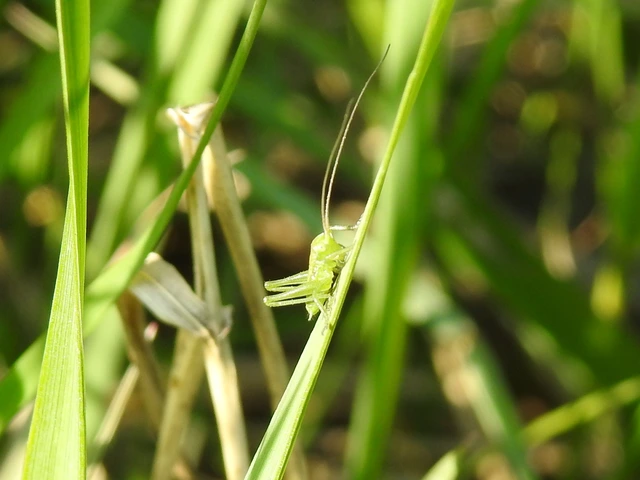 Tettigonia