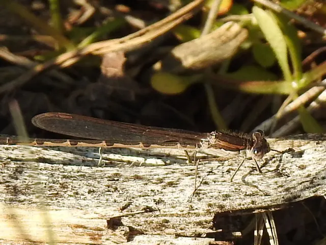 Sympecma fusca - téli rablószitakötő