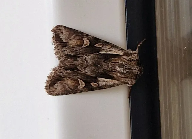 Chloantha hyperici - orbáncfű-sugarasbagoly
