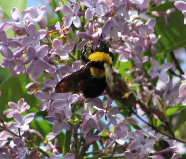 Bombus argillaceus - délvidéki poszméh