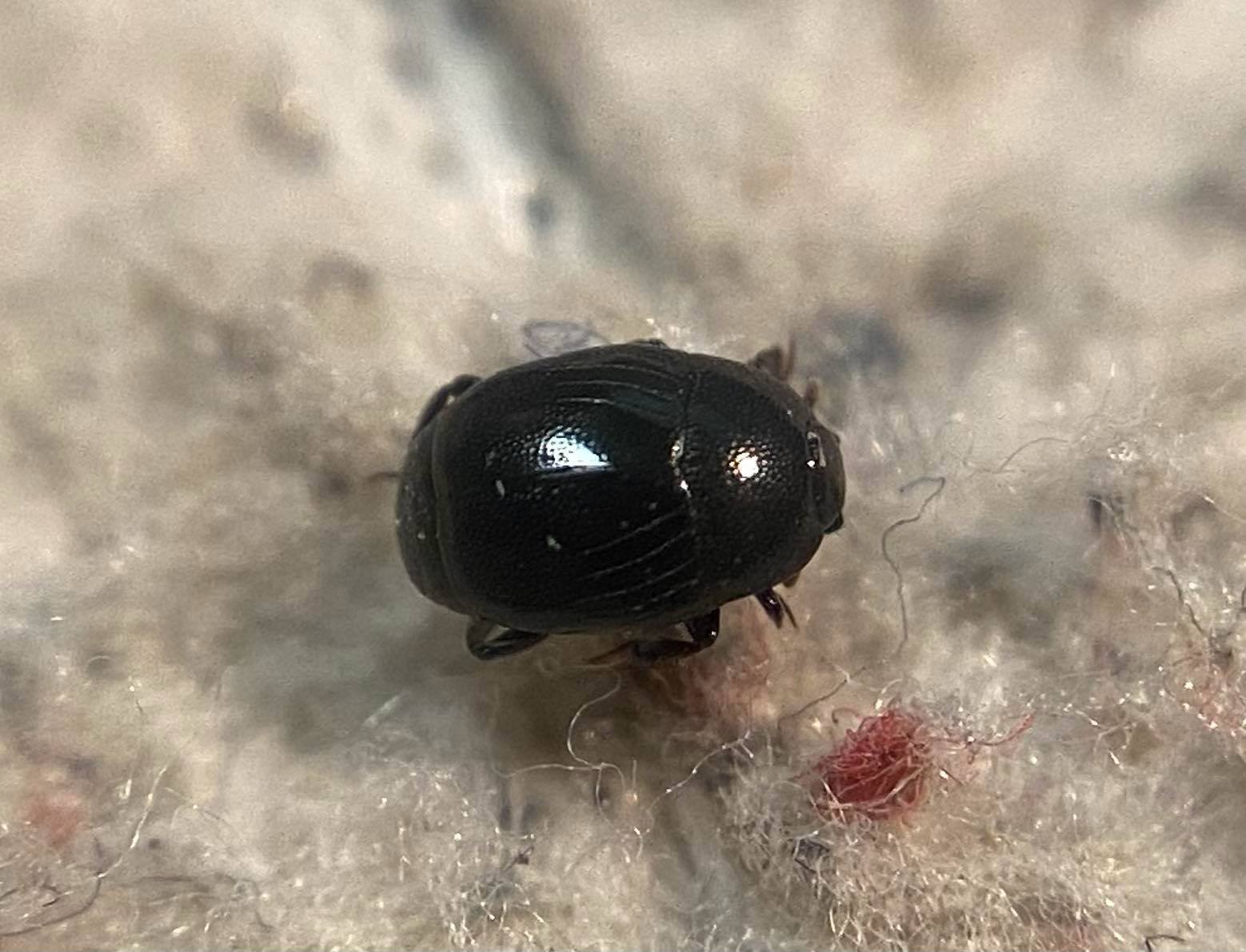 Gnathoncus buyssoni