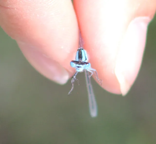 Enallagma cyathigerum - kéksávos légivadász