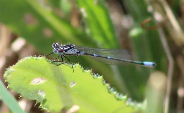 Coenagrion pulchellum - karcsú légivadász