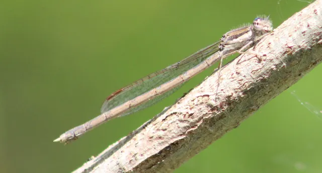Sympecma fusca - téli rablószitakötő