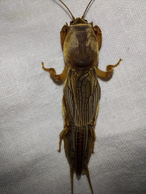 Gryllotalpa
