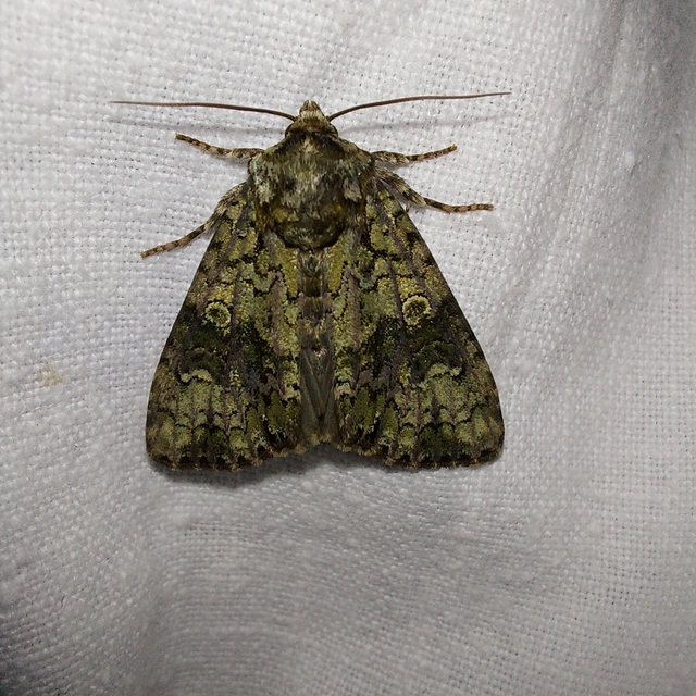 Craniophora ligustri - fagyalbagoly