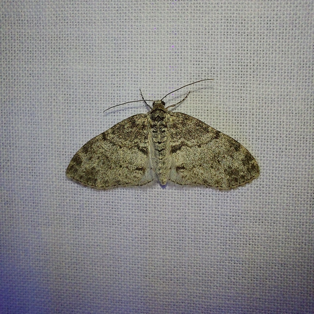 Lobophora halterata - szárnyfüggelékes araszoló