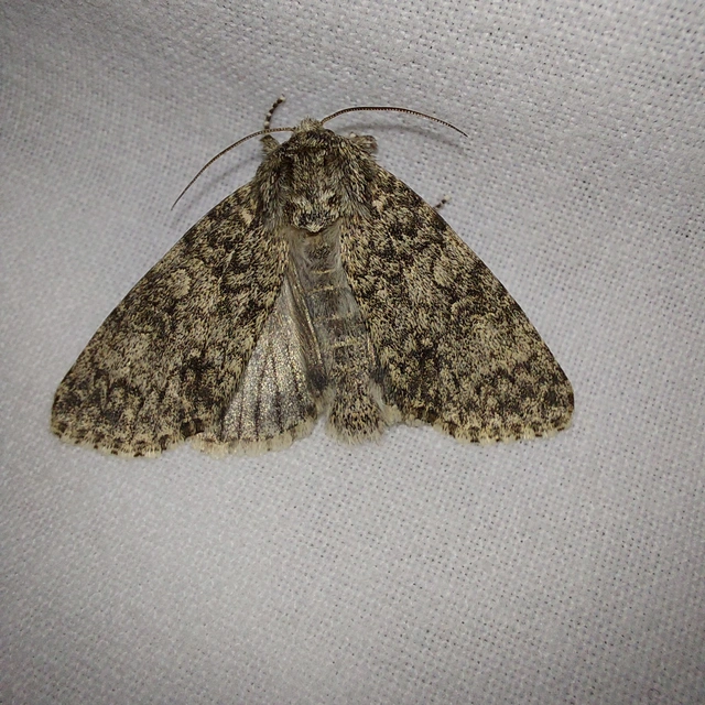 Acronicta megacephala - nagyfejű szigonyosbagoly