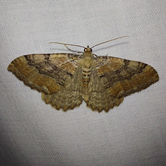 Hydria cervinalis - őzbarna araszoló