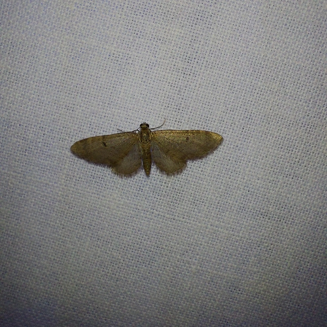 Eupithecia indigata - erdeifenyő-törpearaszoló