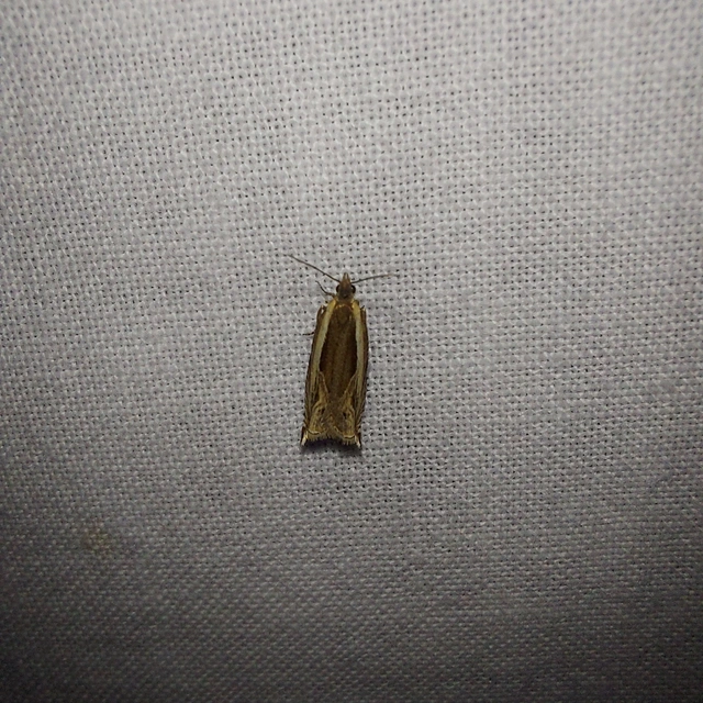 Ancylis apicella - bengesodró horgasmoly