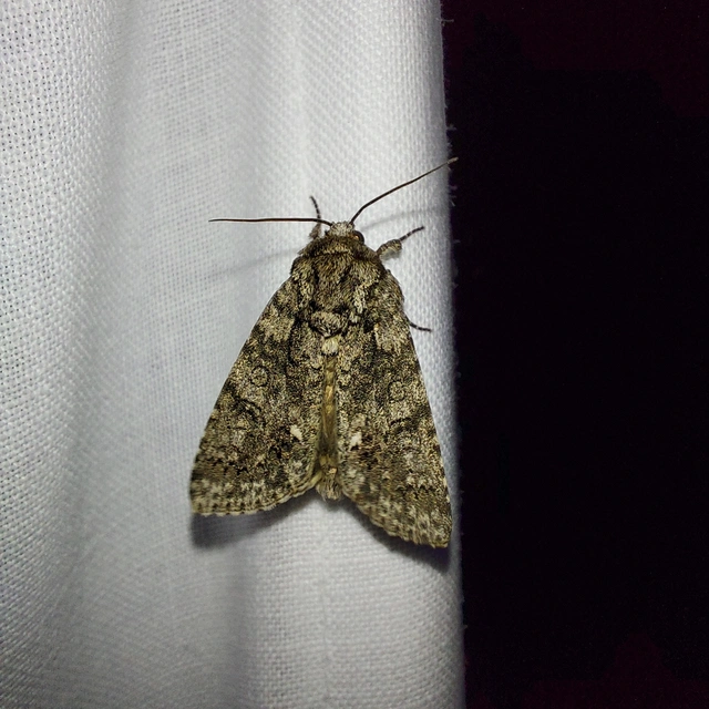 Acronicta rumicis - sóska-szigonyosbagoly