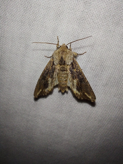 Egira conspicillaris - változékony szürkebagoly