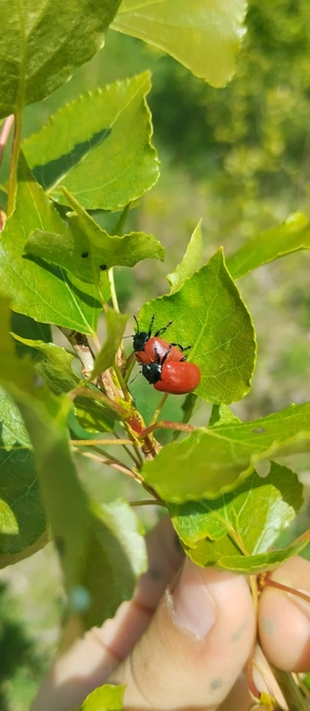 Chrysomela
