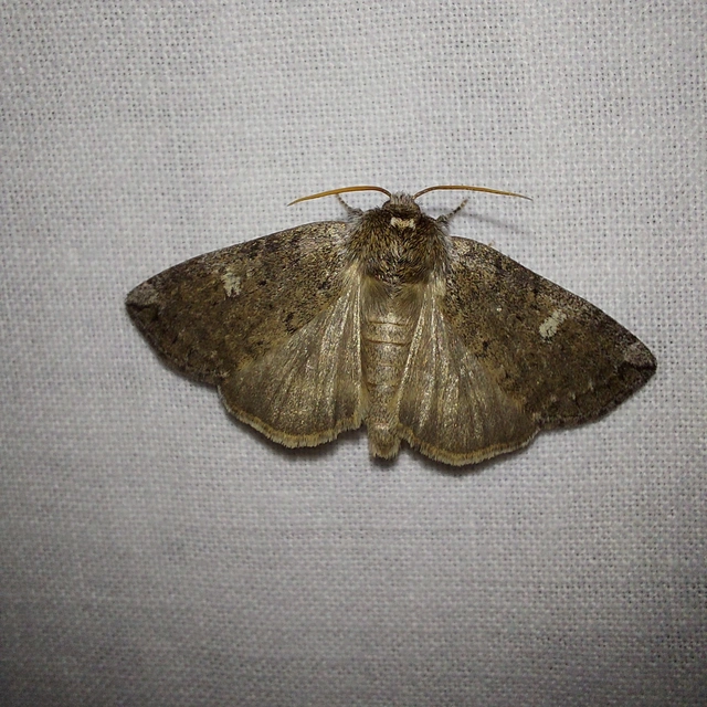Tethea or - bélyeges pihésszövő