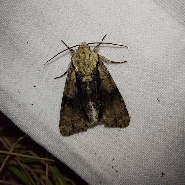 Acronicta alni - éger-szigonyosbagoly