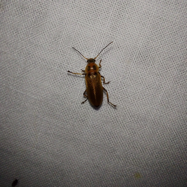 Osphya bipunctata - kétalakú komorka