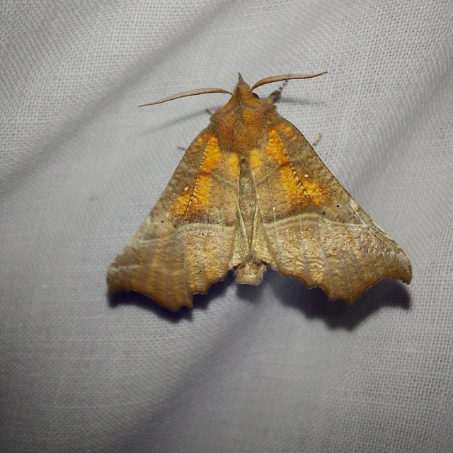 Scoliopteryx libatrix - vörös csipkésbagoly