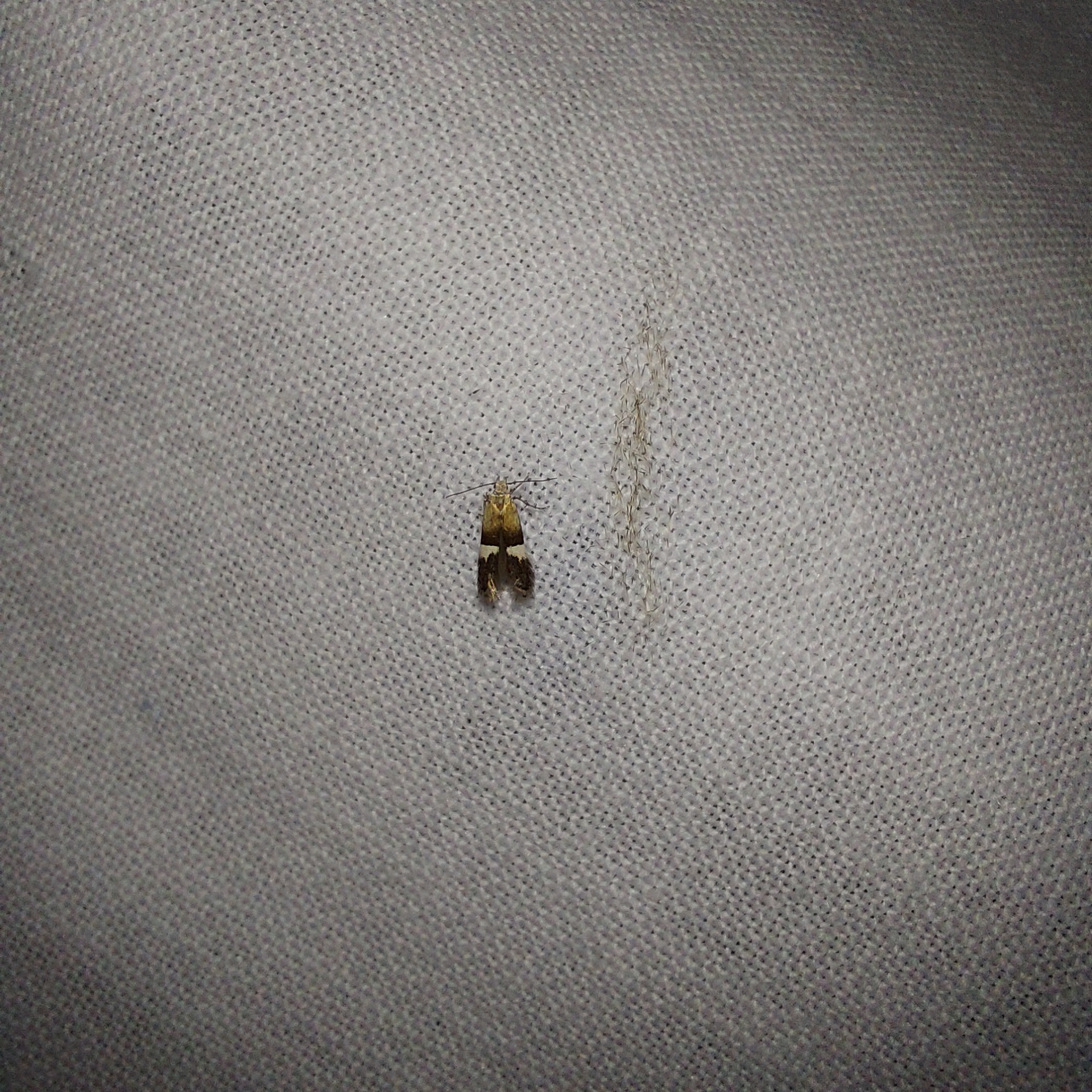 Aproaerema polychromella
