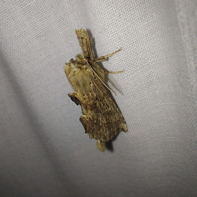 Pterostoma palpina - csőrös púposszövő