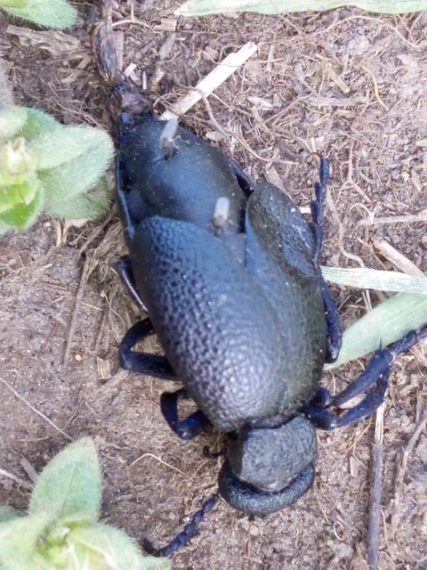 Meloe cicatricosus - óriásnünüke