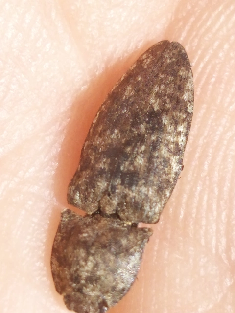 Agrypnus murinus - egérszínű pikkelyespattanó