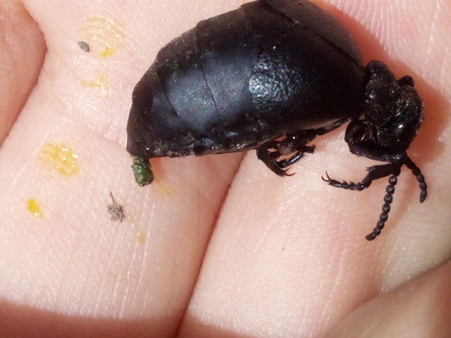 Meloe scabriusculus - érdes nünüke