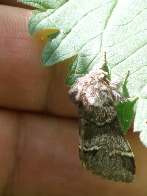 Drymonia dodonea - bélyeges púposszövő