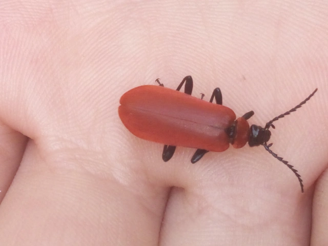 Pyrochroa coccinea - nagy bíborbogár