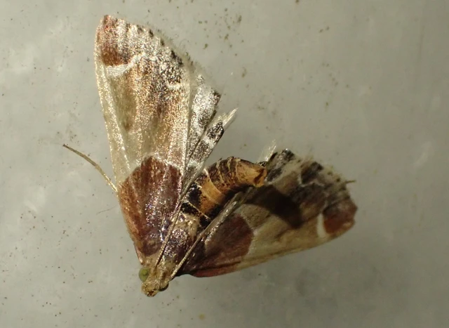 Pyralis farinalis - lisztilonca